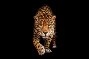 Wild Cat Jaguar HD2343012296